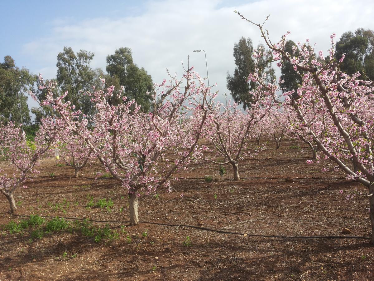 לינה וארוחת בוקר יובל הפינה של אורנה מראה חיצוני תמונה
